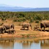 Zuid Afrika safari olifanten bij het water